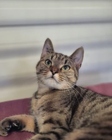 Kira