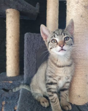 Astrid