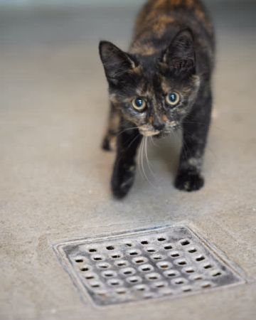 Dina