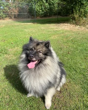 Fluffy