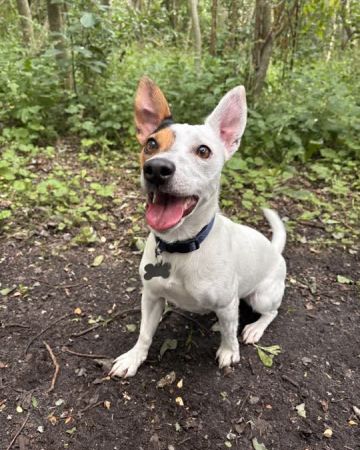 Luca