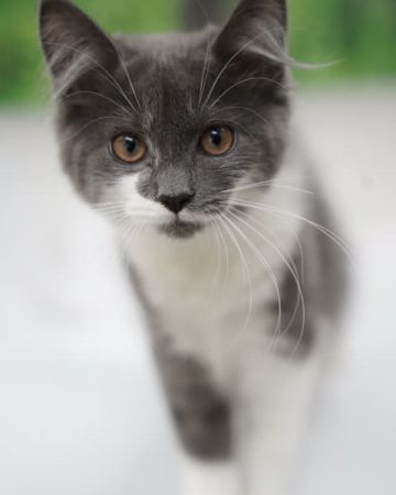 Bibi
