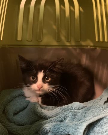 Figaro