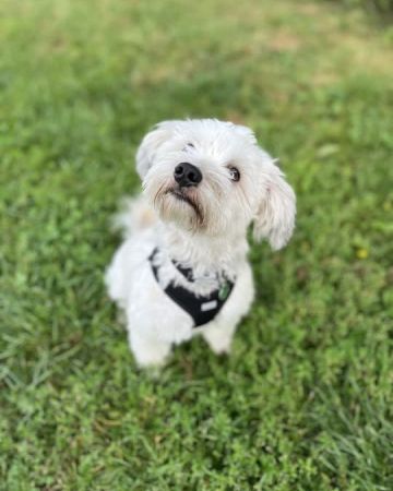 Carlo