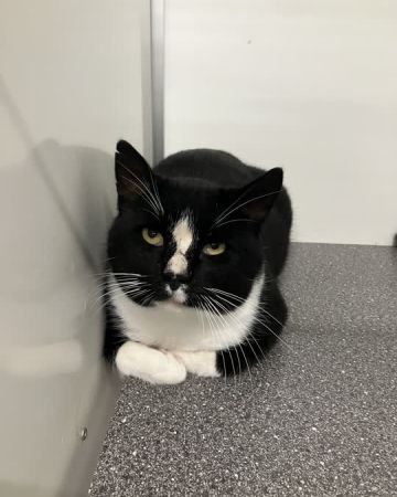 Oscar