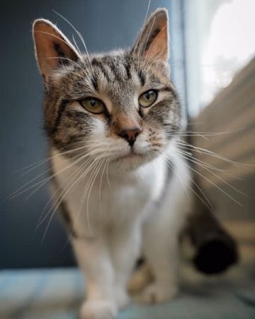Mimi