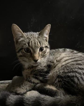 Frigga