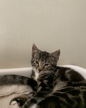 Sylvester