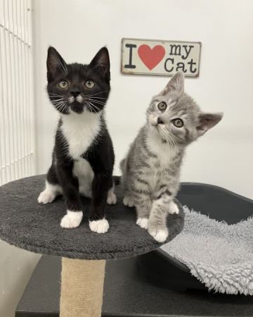 Lucas og Edith