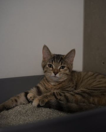 Vilje
