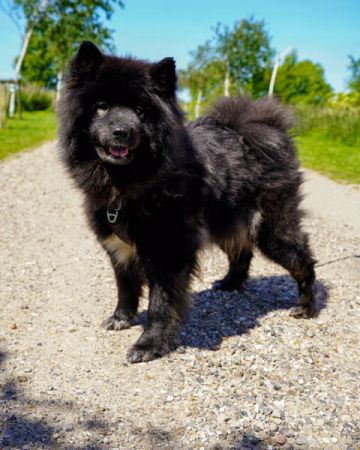 Blackie