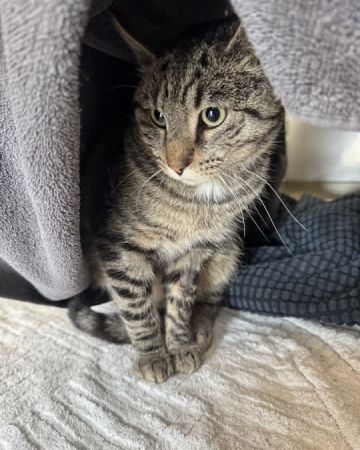 Oscar