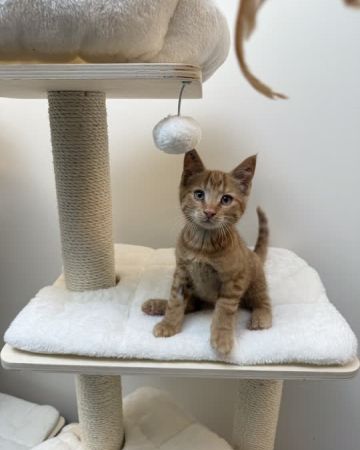 Simba