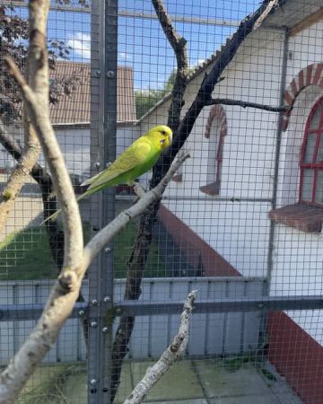 Greenie
