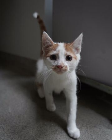 Oliver