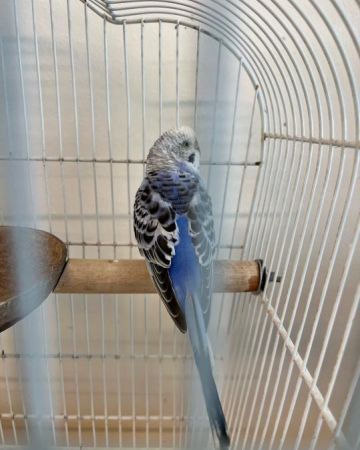 Blueberry