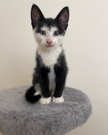 Figaro