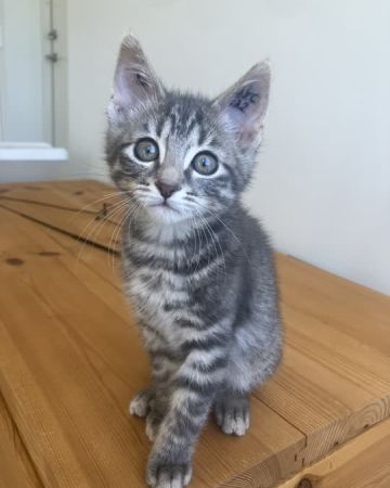 Sofus