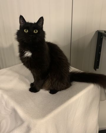 Stella