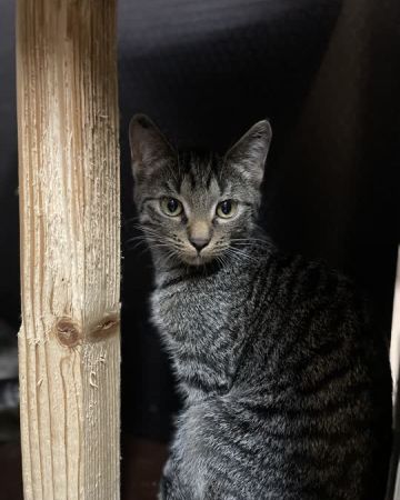 Max