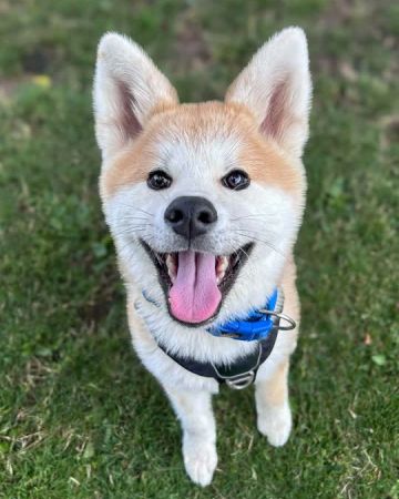 Hachi