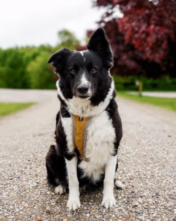 Collie