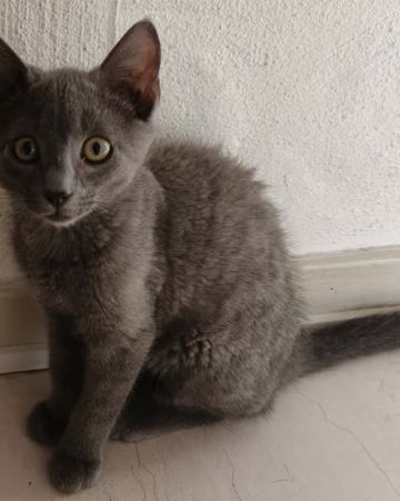 Mivsen