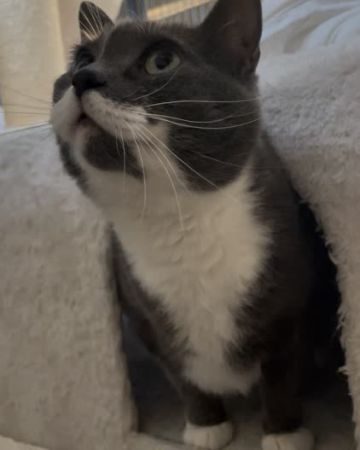 Kurt