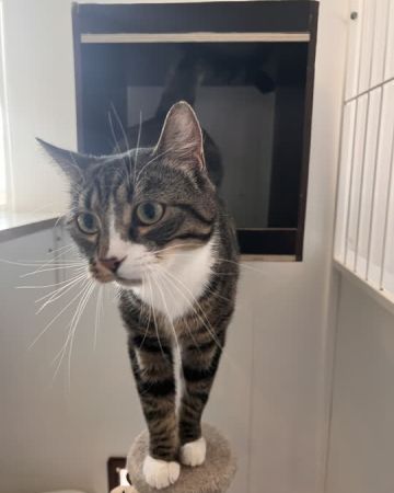 milo cosmo