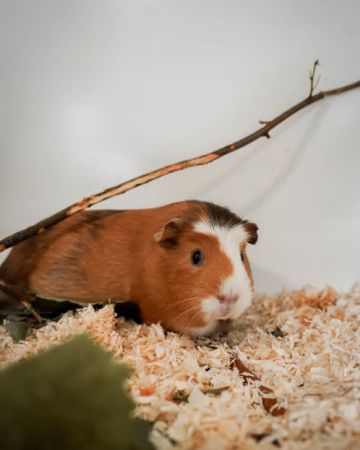 Cinna