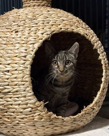 Katie Purry