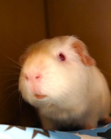 Bruno