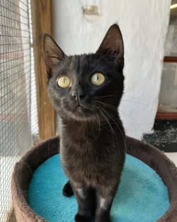 Bibi