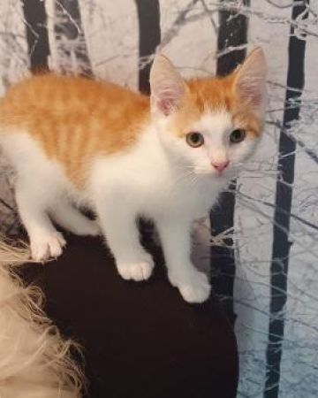 Leo