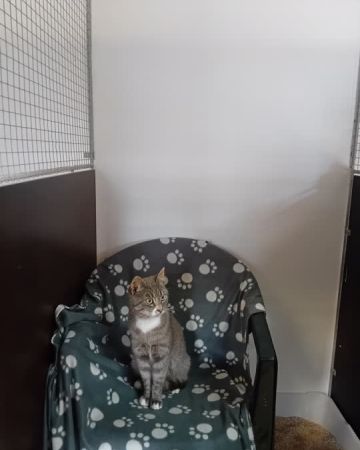 Mowgli