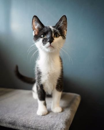 Miso