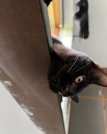 Gustav