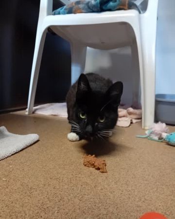 Zorro