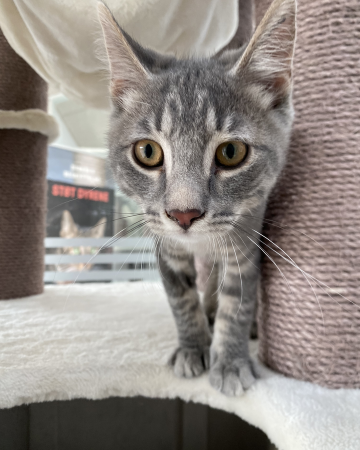 Oliver