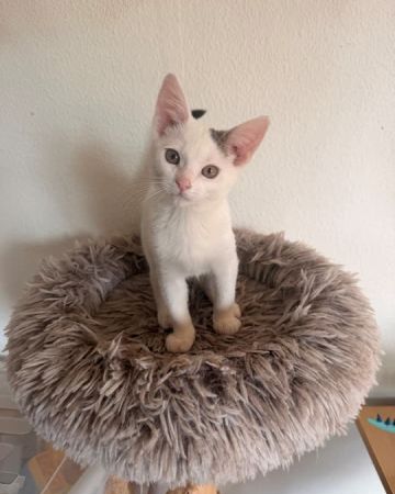 Tarzan
