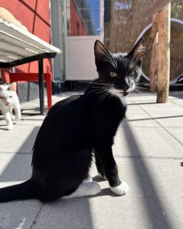 Otto