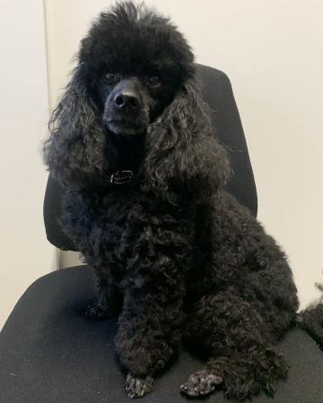 Sofus