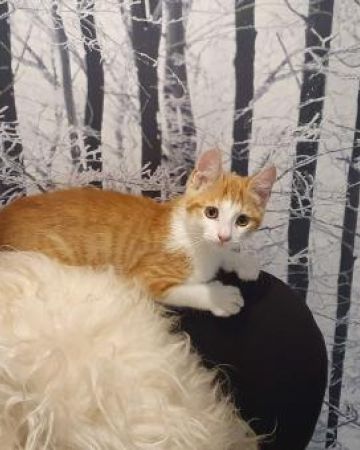 Max