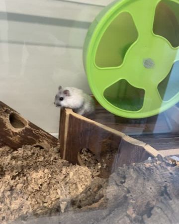 Alvin