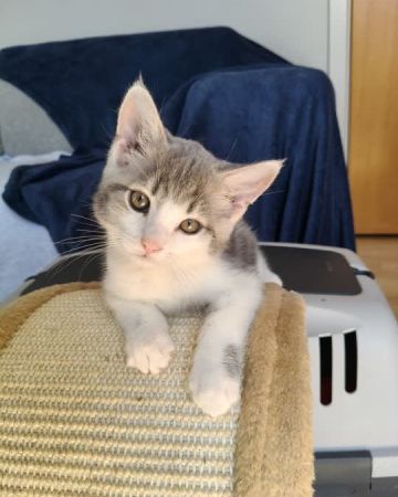 Ollie