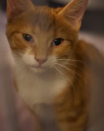 Mufasa