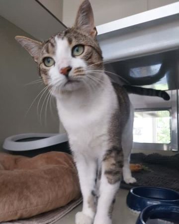Baby kat