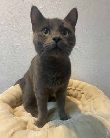 Maximus