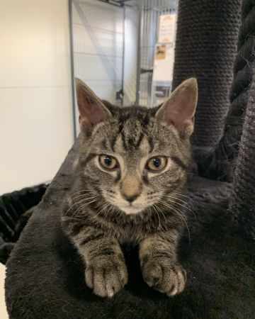 Basil