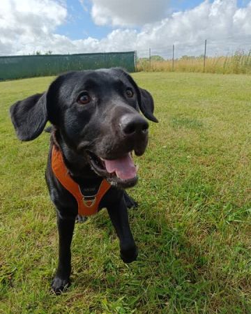 Balder